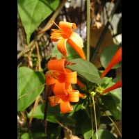 Mandevilla Laxa (fam Apocynaceae) (Perou, Bolivie, Argentine) (05)